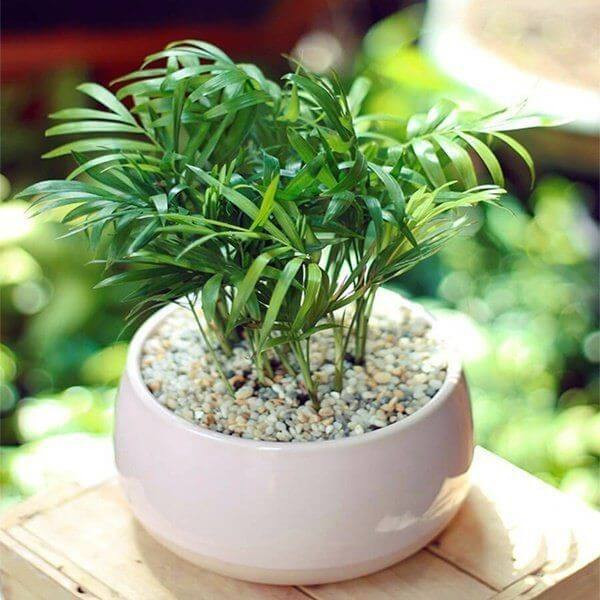 Cây Trúc Hawai mang nhiều may mắn cho gia chủ