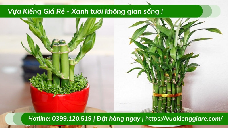 Cây trúc phú quý để bàn với thân cây thẳng đứng và lá xanh mướt