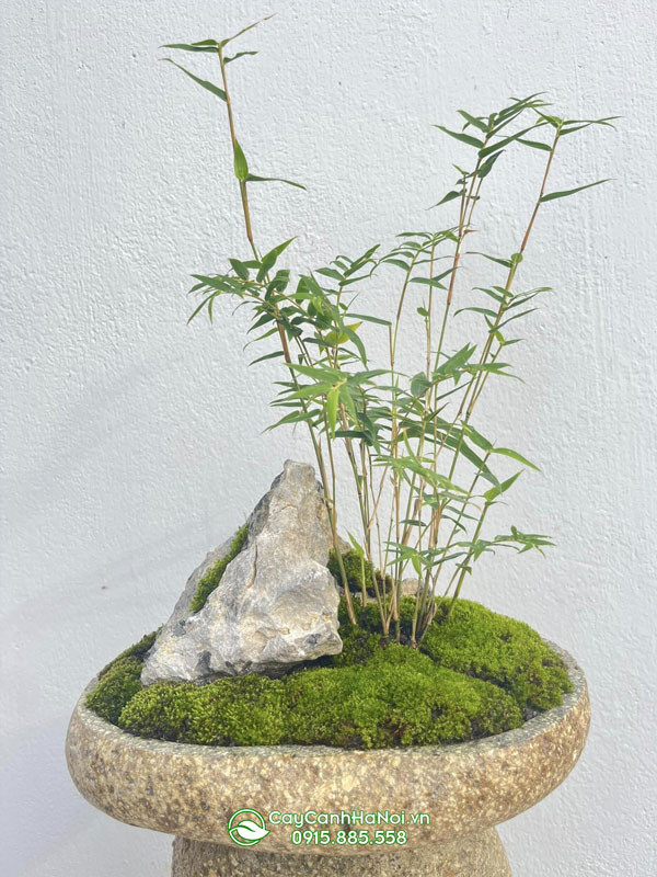 Chậu trúc kiểng mini được phối với đá tạo nên tiểu cảnh đẹp mắt