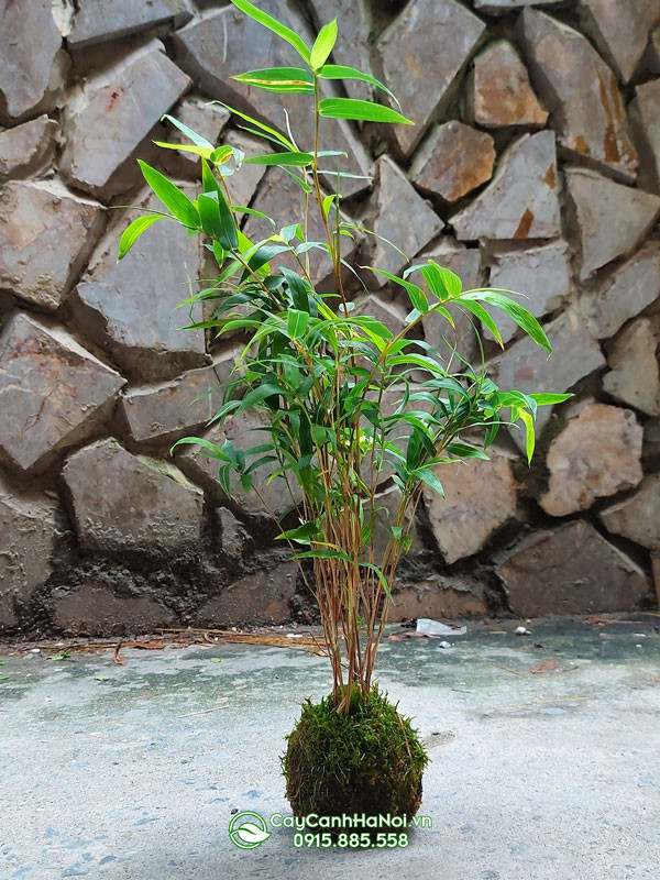 Hình ảnh cận cảnh những thân trúc kiểng mini đang nảy mầm