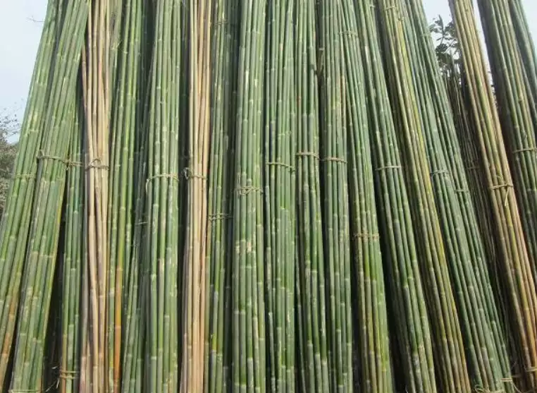 Nguồn nguyên liệu tre nứa tại HCM