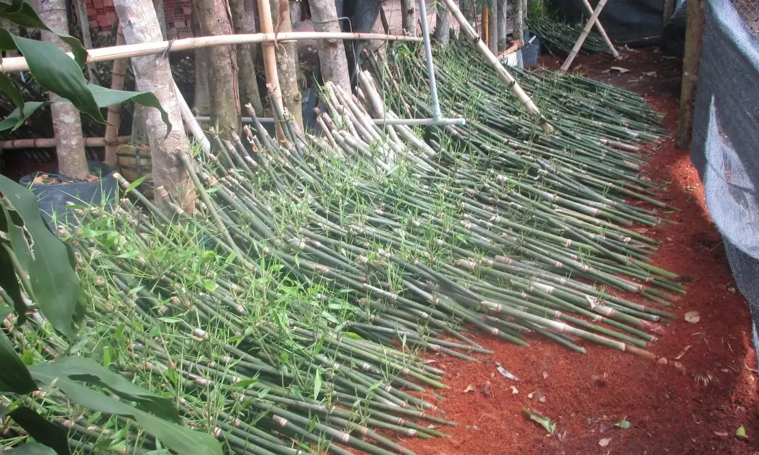 Nhân Giống Bằng Hom Cành (Giâm Cành)