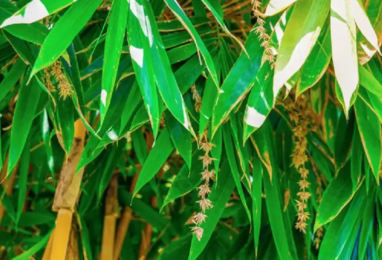 Chu Kỳ Ra Hoa Hiếm Gặp