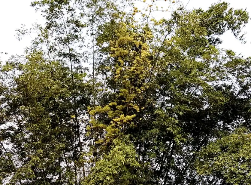 Cấu Trúc Hoa Tre - Hiện Tượng Trăm Năm Có Một