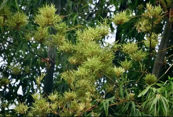 Tre Nở Hoa Tại Việt Nam