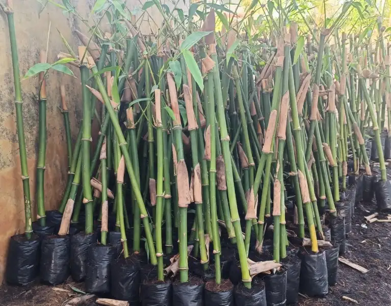 Nhân Giống Tre Bằng Hom Gốc