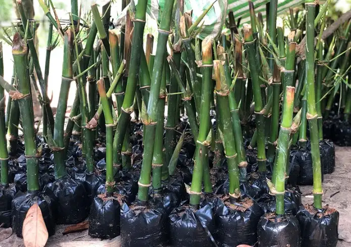Tổng Quan Về Nhân Giống Tre Bằng Hom