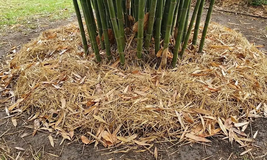 Kỹ Thuật Bón Phân Hữu Cơ Cho Tre Hiệu Quả Nhất