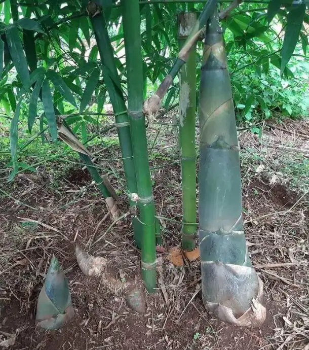Nhân Giống Bằng Thân Ngầm